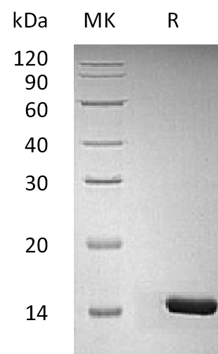 Human-Murine-Rat BDNF+SDS-PAGE.jpg